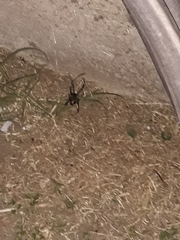 Latrodectus geometricus