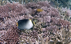 Chaetodontoplus mesoleucus