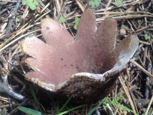 Sarcosphaera