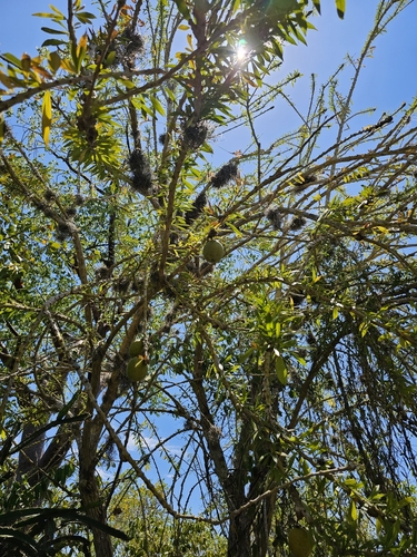 higuerito (Crescentia linearifolia)