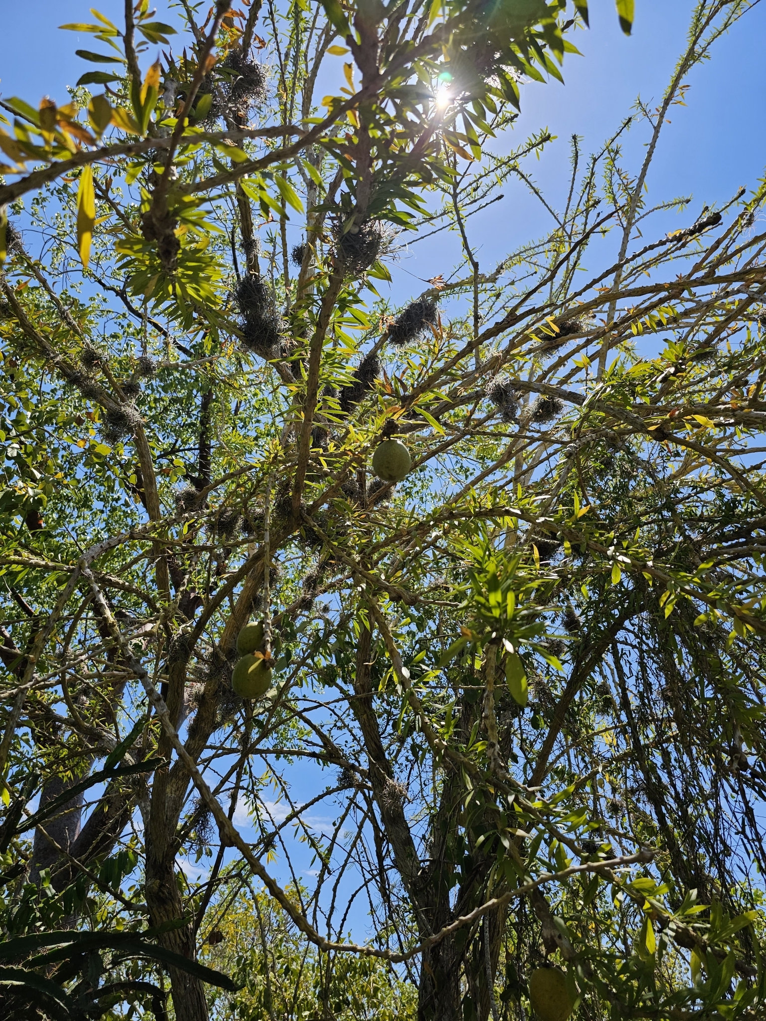 Higuerito (Crescentia linearifolia)
