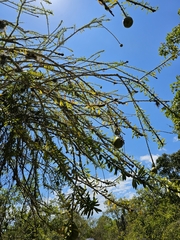 Crescentia linearifolia, photograph (c) ritirene, some rights reserved (CC BY)