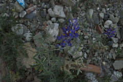 Lupinus altimontanus