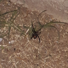 Latrodectus geometricus