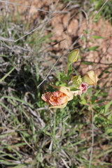 Sphaeralcea coccinea
