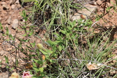 Sphaeralcea coccinea