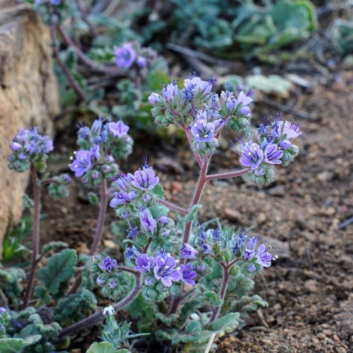 Image of Phacelia bombycina by (c) Andrew Tree, some rights reserved (CC BY)
