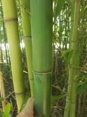 Phyllostachys bambusoides