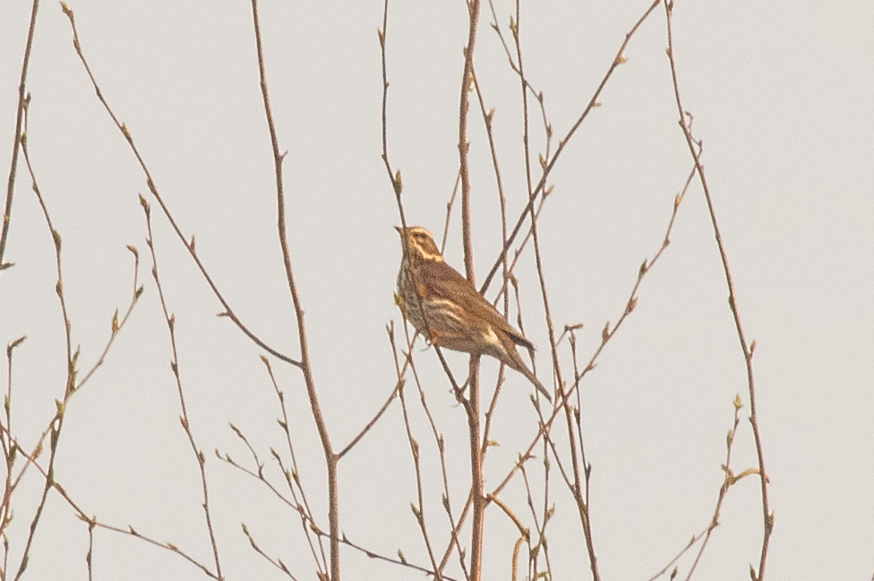 Redwing