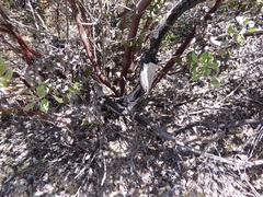Arctostaphylos pungens