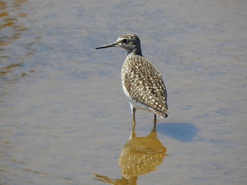 Andarríos bastardo (Tringa glareola)