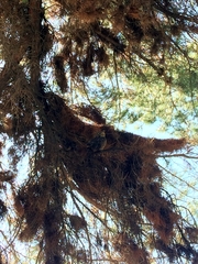 Bubo virginianus magellanicus