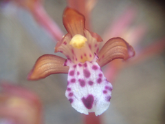 Corallorhiza maculata occidentalis
