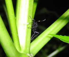 Macrophya