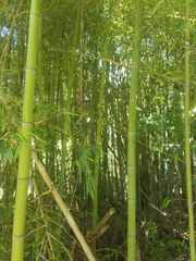Phyllostachys bambusoides
