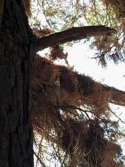 Bubo virginianus magellanicus