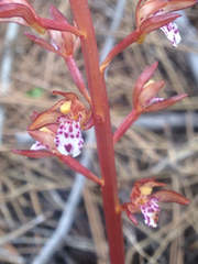 Corallorhiza maculata occidentalis