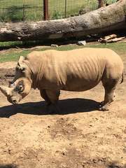 Ceratotherium simum