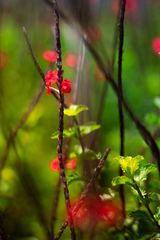 Stachytarpheta mutabilis