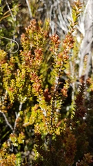 Epacris alpina