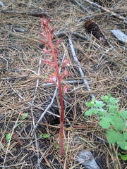 Corallorhiza maculata occidentalis