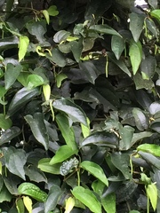 Piper taiwanense