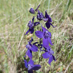 Delphinium decorum