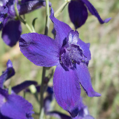 Delphinium decorum