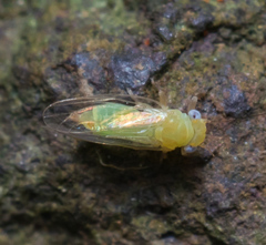 Heteropsylla