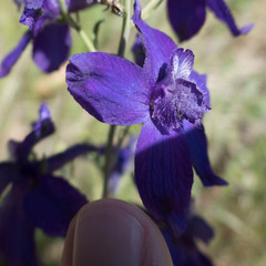 Delphinium decorum