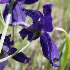 Delphinium decorum