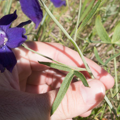 Delphinium decorum