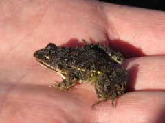 Leptodactylus latinasus