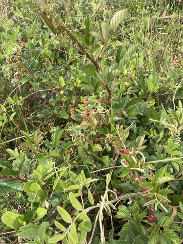 Ocala Blackberry (Rubus inferior)