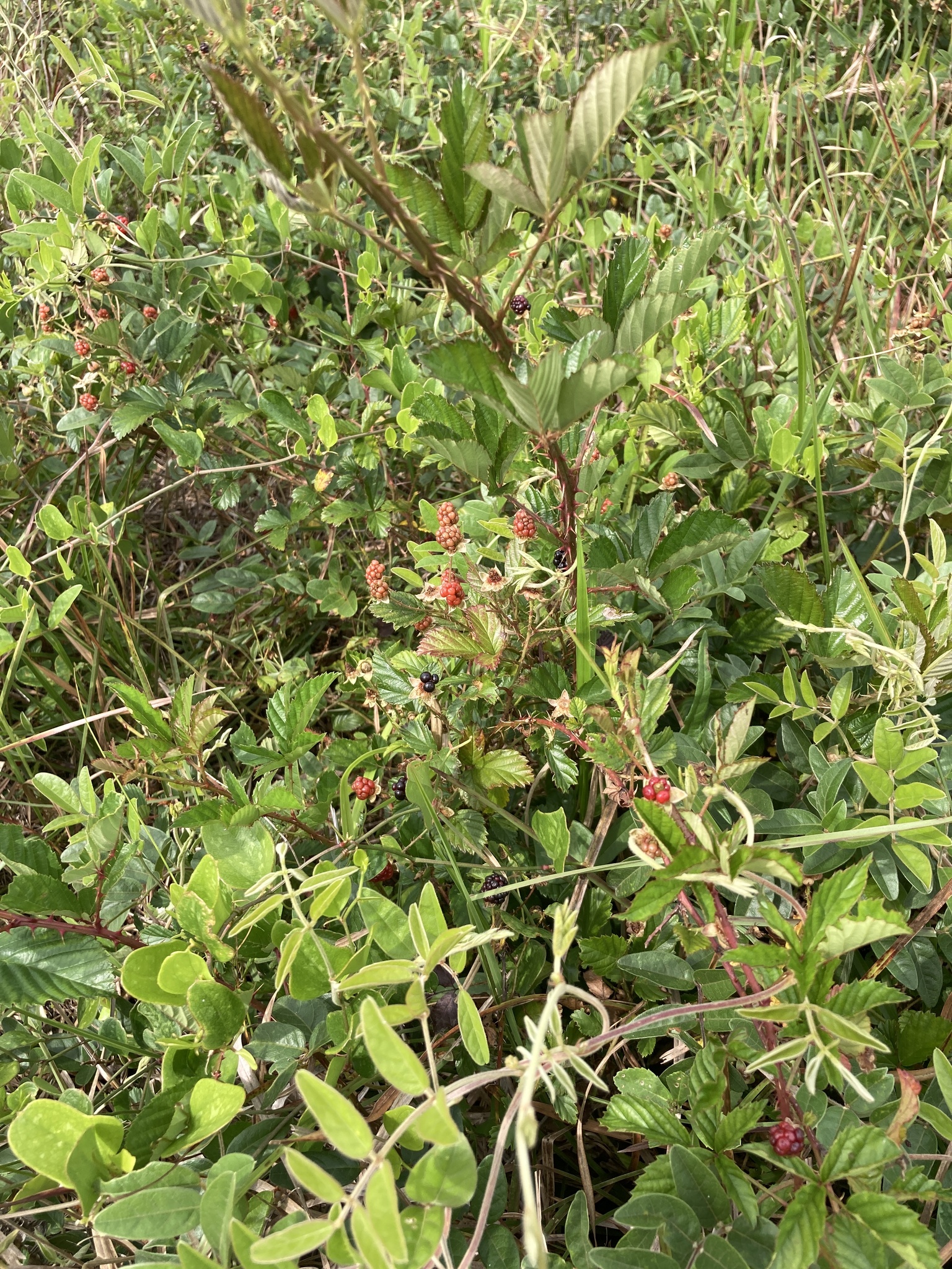 Rubus X inferior