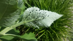 Uroleucon verbesinae