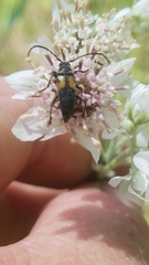 Typocerus lunulatus