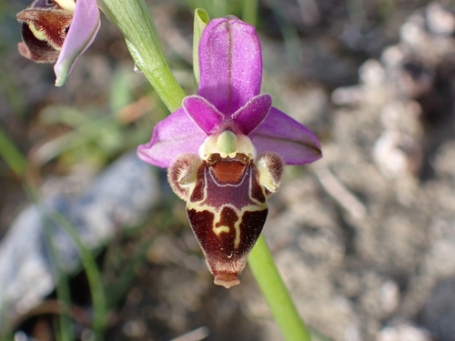 Image of Ophrys heldreichii by (c) Elias, some rights reserved (CC BY)
