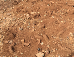 Diadasia bituberculata