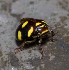 Ceratogergithus pseudotessellatus