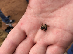 Diadasia bituberculata