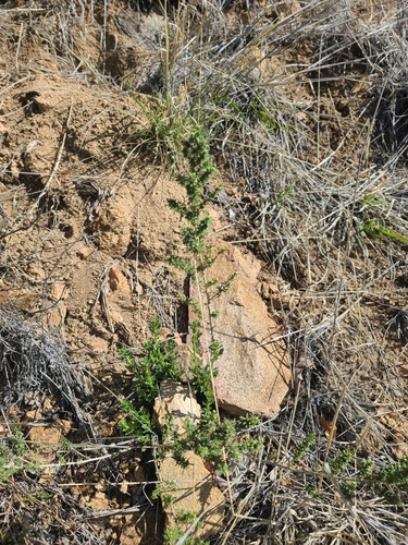 Image of Baccharis pteronioides by no rights reserved