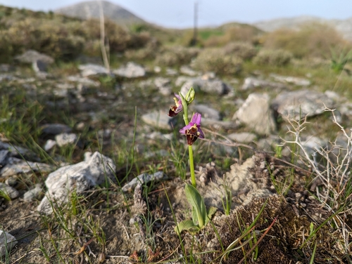 Image of Ophrys heldreichii by (c) Elias, some rights reserved (CC BY)
