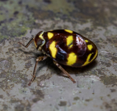 Ceratogergithus pseudotessellatus
