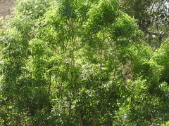 Thouinidium decandrum