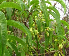 Cestrum fulvescens