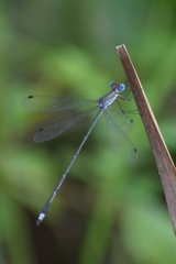 Lestes elatus