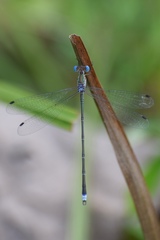 Lestes elatus