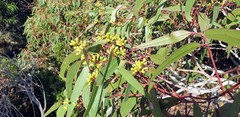 Eucalyptus fasciculosa
