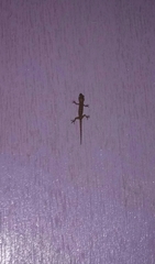 Hemidactylus frenatus